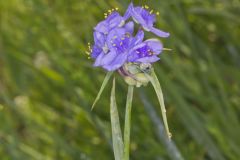 Ohio Spiderwort, Tradescantia ohiensis