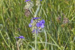 Ohio Spiderwort, Tradescantia ohiensis