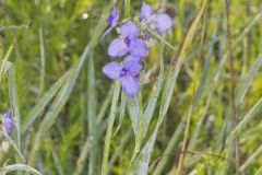 Ohio Spiderwort, Tradescantia ohiensis