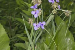 Ohio Spiderwort, Tradescantia ohiensis