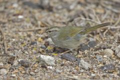Olive Sparrow, Arremonops rufivirgatus