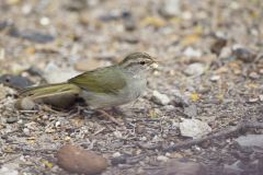 Olive Sparrow, Arremonops rufivirgatus