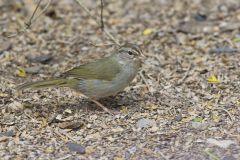 Olive Sparrow, Arremonops rufivirgatus