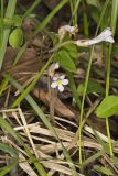 One-flowered Cancer Root, Orobanche uniflora