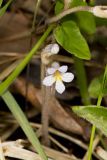 One-flowered Cancer Root, Orobanche uniflora