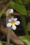 One-flowered Cancer Root, Orobanche uniflora