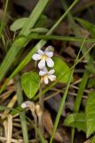 One-flowered Cancer Root, Orobanche uniflora