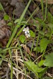 One-flowered Cancer Root, Orobanche uniflora