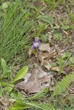 One-flowered Cancer Root, Orobanche uniflora