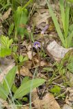 One-flowered Cancer Root, Orobanche uniflora