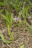 One-flowered Cancer Root, Orobanche uniflora
