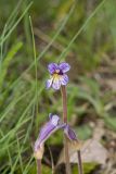 One-flowered Cancer Root, Orobanche uniflora