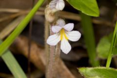One-flowered Cancer Root, Orobanche uniflora