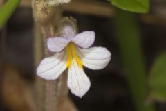 One-flowered Cancer Root, Orobanche uniflora
