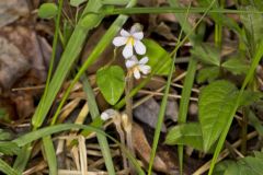 One-flowered Cancer Root, Orobanche uniflora
