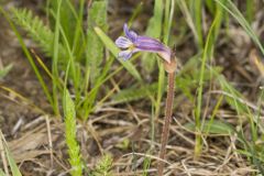 One-flowered Cancer Root, Orobanche uniflora