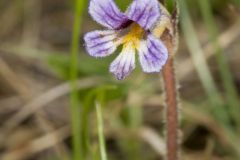One-flowered Cancer Root, Orobanche uniflora