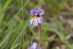 One-flowered Cancer Root, Orobanche uniflora