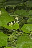 Oneseed Bur Cucumber, Sicyos angulatus
