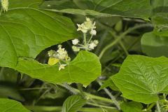 Oneseed Bur Cucumber