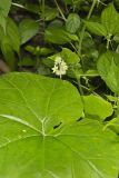 Oneseed Bur Cucumber, Sicyos angulatus