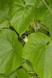 Oneseed Bur Cucumber, Sicyos angulatus