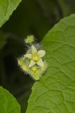 Oneseed Bur Cucumber, Sicyos angulatus
