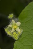 Oneseed Bur Cucumber, Sicyos angulatus