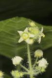 Oneseed Bur Cucumber, Sicyos angulatus