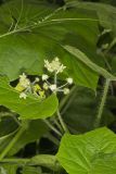 Oneseed Bur Cucumber, Sicyos angulatus