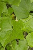 Oneseed Bur Cucumber, Sicyos angulatus