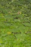 Oneseed Bur Cucumber, Sicyos angulatus