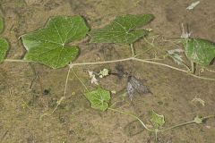 Oneseed Bur Cucumber, Sicyos angulatus
