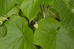 Oneseed Bur Cucumber, Sicyos angulatus