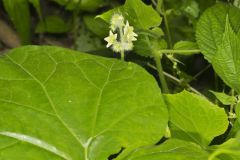 One seed Bur Cucumber, Sicyos angulatus