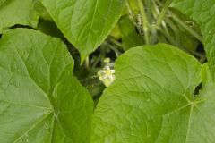 One seed Bur Cucumber, Sicyos angulatus