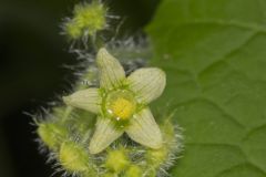 One seed Bur Cucumber, Sicyos angulatus