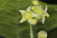One seed Bur Cucumber, Sicyos angulatus