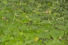 One seed Bur Cucumber, Sicyos angulatus