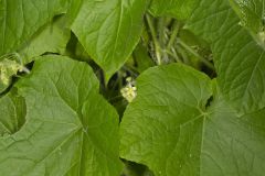 One seed Bur Cucumber, Sicyos angulatus