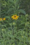 Orange Coneflower, Rudbeckia tenax