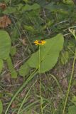 Orange Coneflower, Rudbeckia tenax