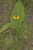 Orange Coneflower, Rudbeckia tenax