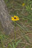 Orange Coneflower, Rudbeckia tenax