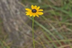 Orange Coneflower