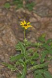 Orange Coneflower, Rudbeckia tenax