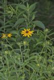 Orange Coneflower, Rudbeckia tenax