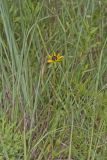 Orange Coneflower, Rudbeckia tenax