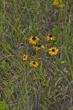Orange Coneflower, Rudbeckia tenax