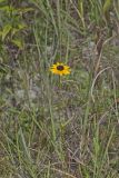 Orange Coneflower, Rudbeckia tenax